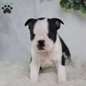 Bella, Boston Terrier Puppy